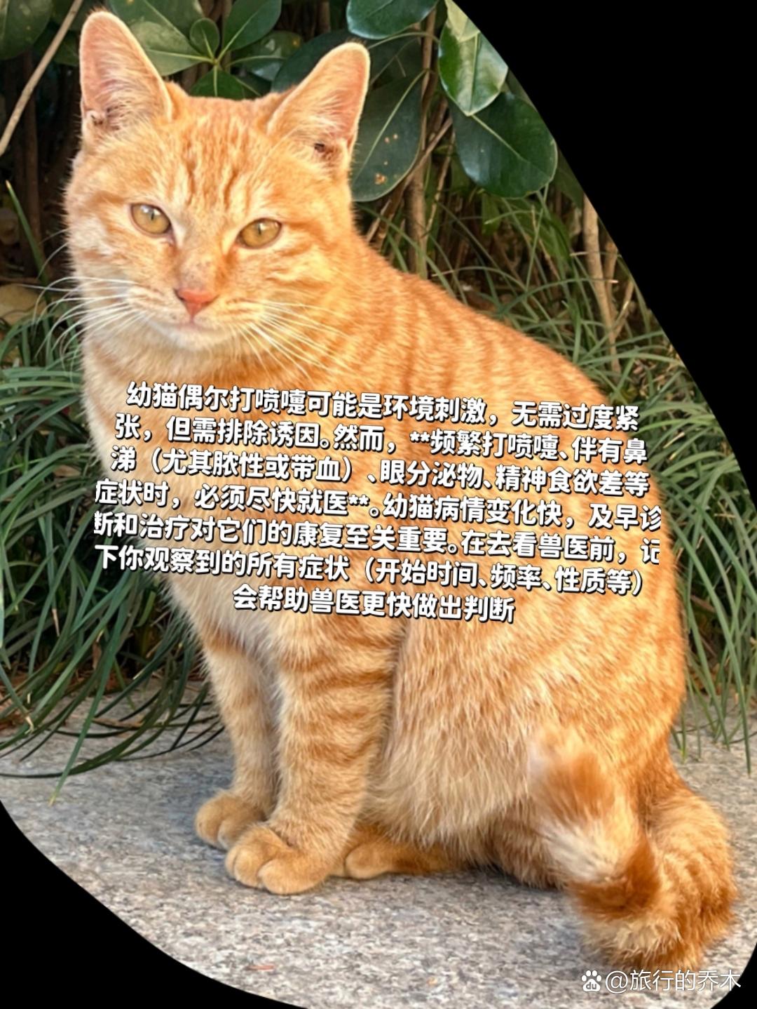 小猫打喷嚏是怎么回事(猫咪老打喷嚏喷出鼻涕但精神很好) 小猫打喷嚏是怎么回事(猫咪老打喷嚏喷出鼻涕但精神很好)