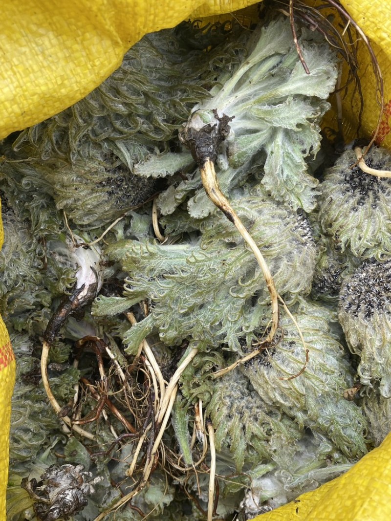 一朵干雪莲花吃几次(一朵干雪莲花吃几次会死) 一朵干雪莲花吃几次(一朵干雪莲花吃几次会死)
