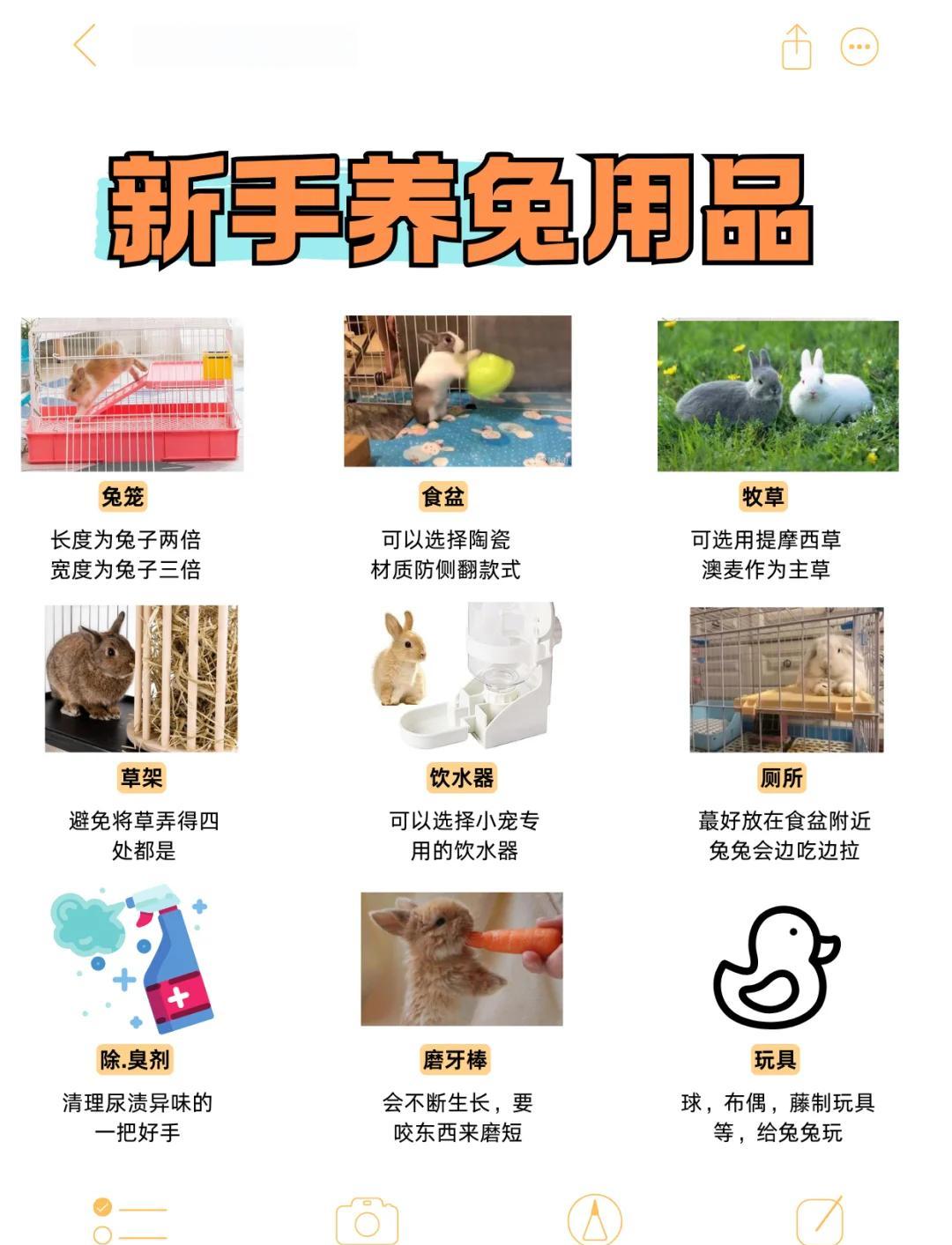 宠物兔好养吗(宠物兔好养吗 怕热吗为什么) 宠物兔好养吗(宠物兔好养吗 怕热吗为什么)