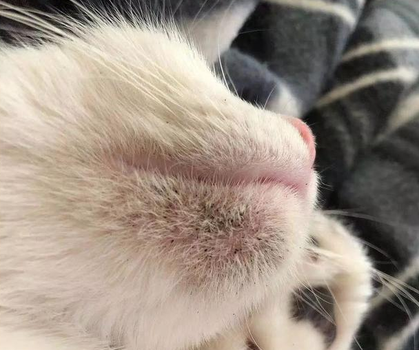 红霉素软膏治猫黑下巴吗(可以用红霉素清猫黑下巴吗) 红霉素软膏治猫黑下巴吗(可以用红霉素清猫黑下巴吗)