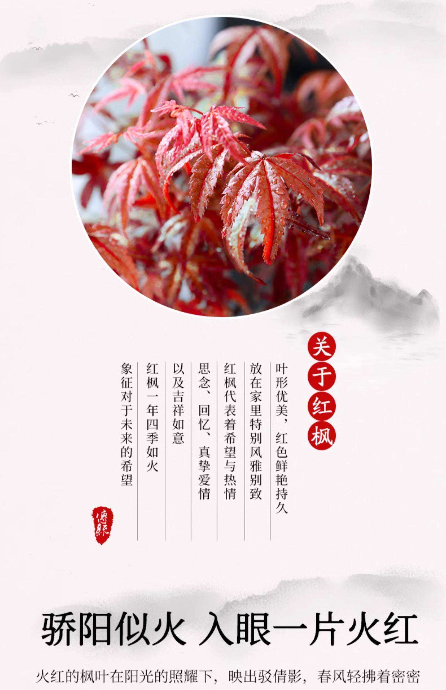 红枫树的寓意和象征(红枫有什么寓意或深意) 红枫树的寓意和象征(红枫有什么寓意或深意)