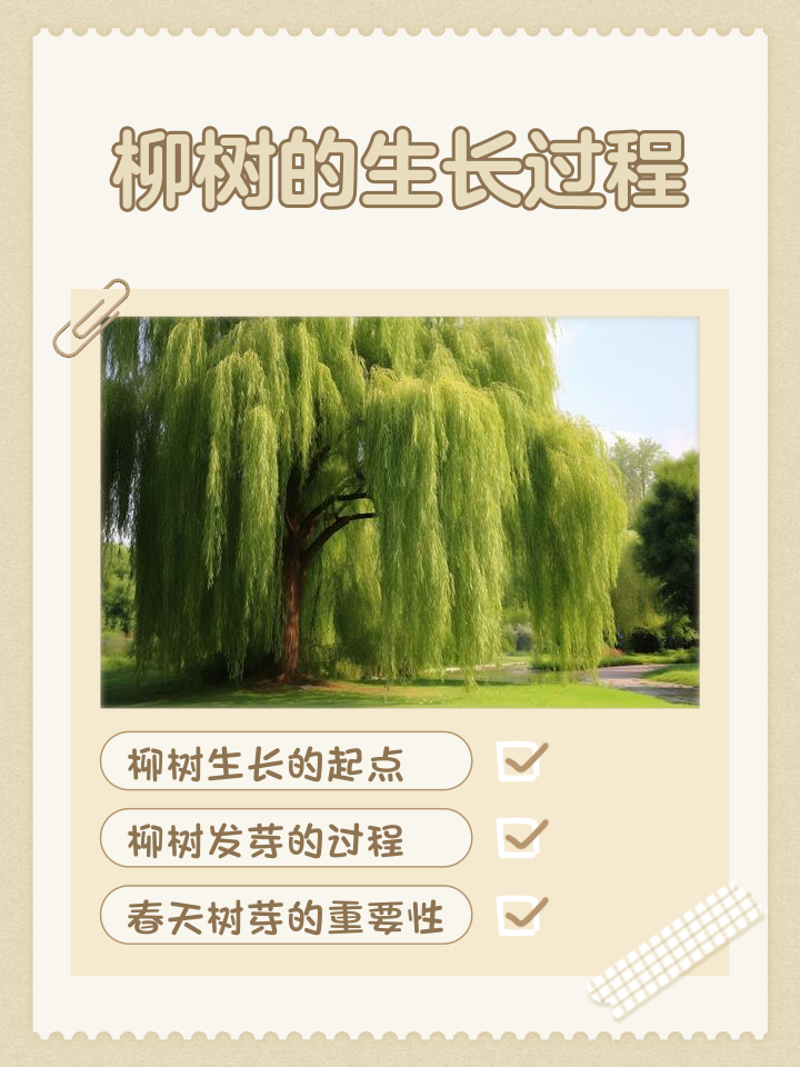 柳树妈妈传播种子仿写(柳树妈妈传播种子仿写句子) 柳树妈妈传播种子仿写(柳树妈妈传播种子仿写句子)