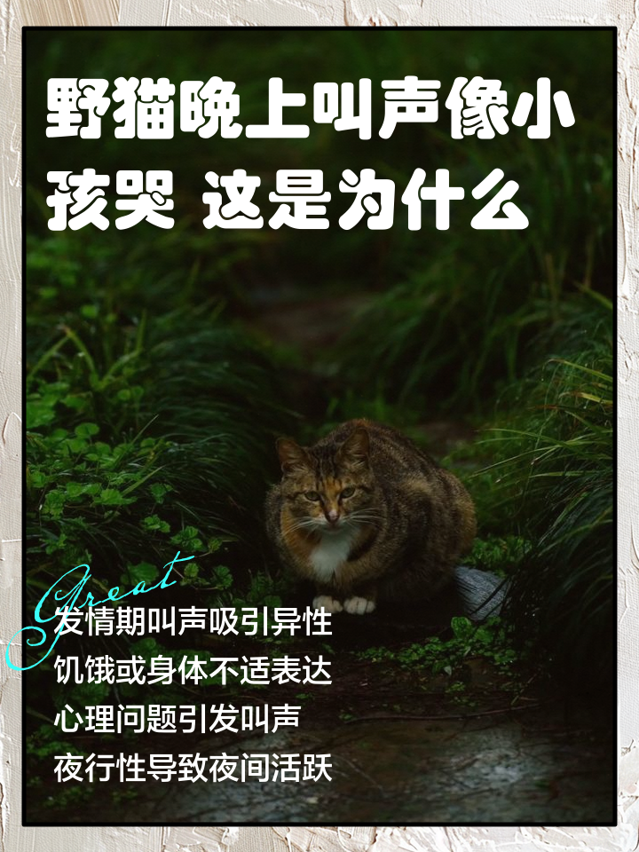 母猫呼唤小猫的声音(母猫呼唤小猫的声音怎么录制) 母猫呼唤小猫的声音(母猫呼唤小猫的声音怎么录制)