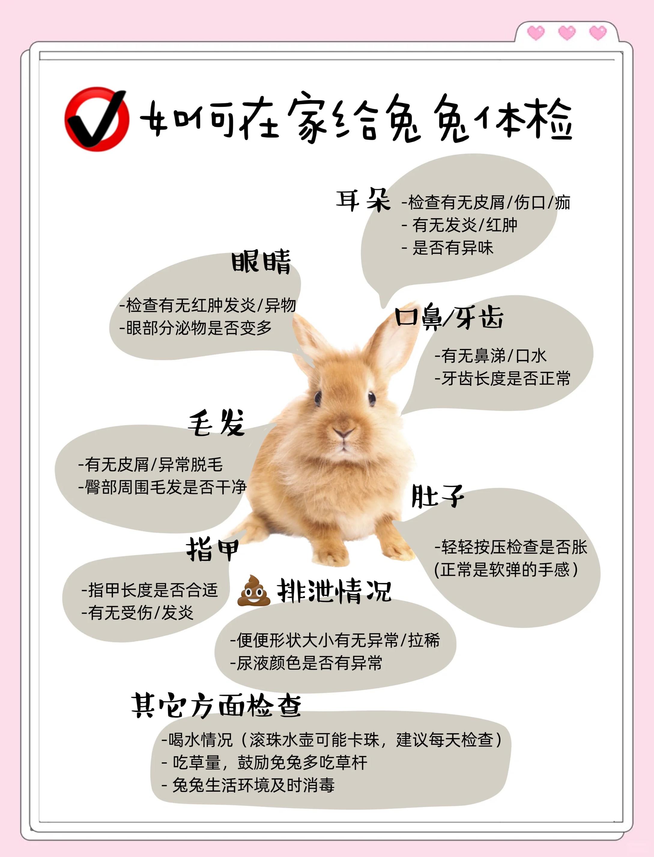 野兔怎么养(野兔怎么养才健康)