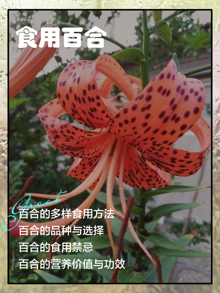 百合的禁忌与副作用(百合的禁忌及食用方法) 百合的禁忌与副作用(百合的禁忌及食用方法)