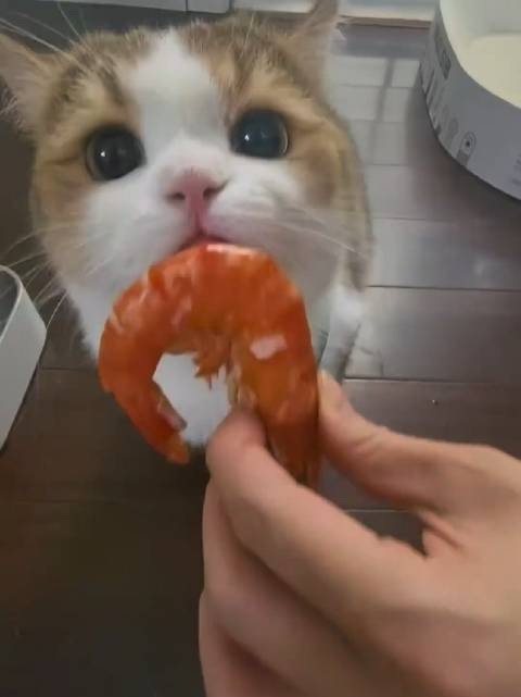 猫吃虾的好处和坏处(猫吃虾的好处和坏处图片) 猫吃虾的好处和坏处(猫吃虾的好处和坏处图片)