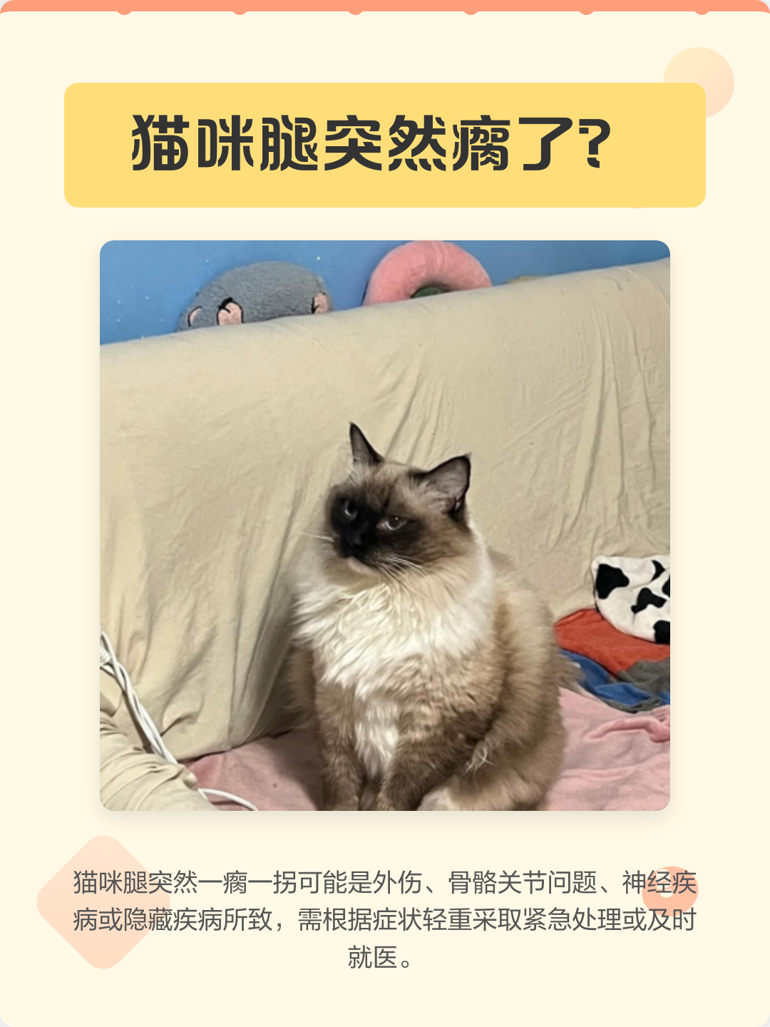 猫咪腿摔瘸了能自愈吗(猫咪腿摔瘸了能自愈吗图片)
