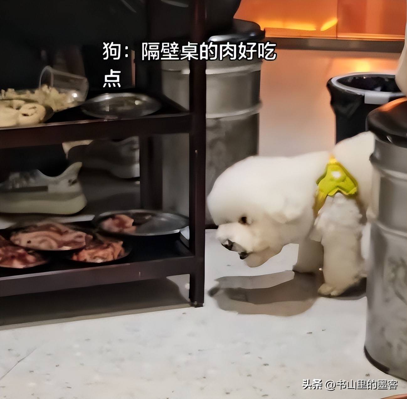 狗可以吃牛肉吗(柯基狗可以吃牛肉吗) 狗可以吃牛肉吗(柯基狗可以吃牛肉吗)