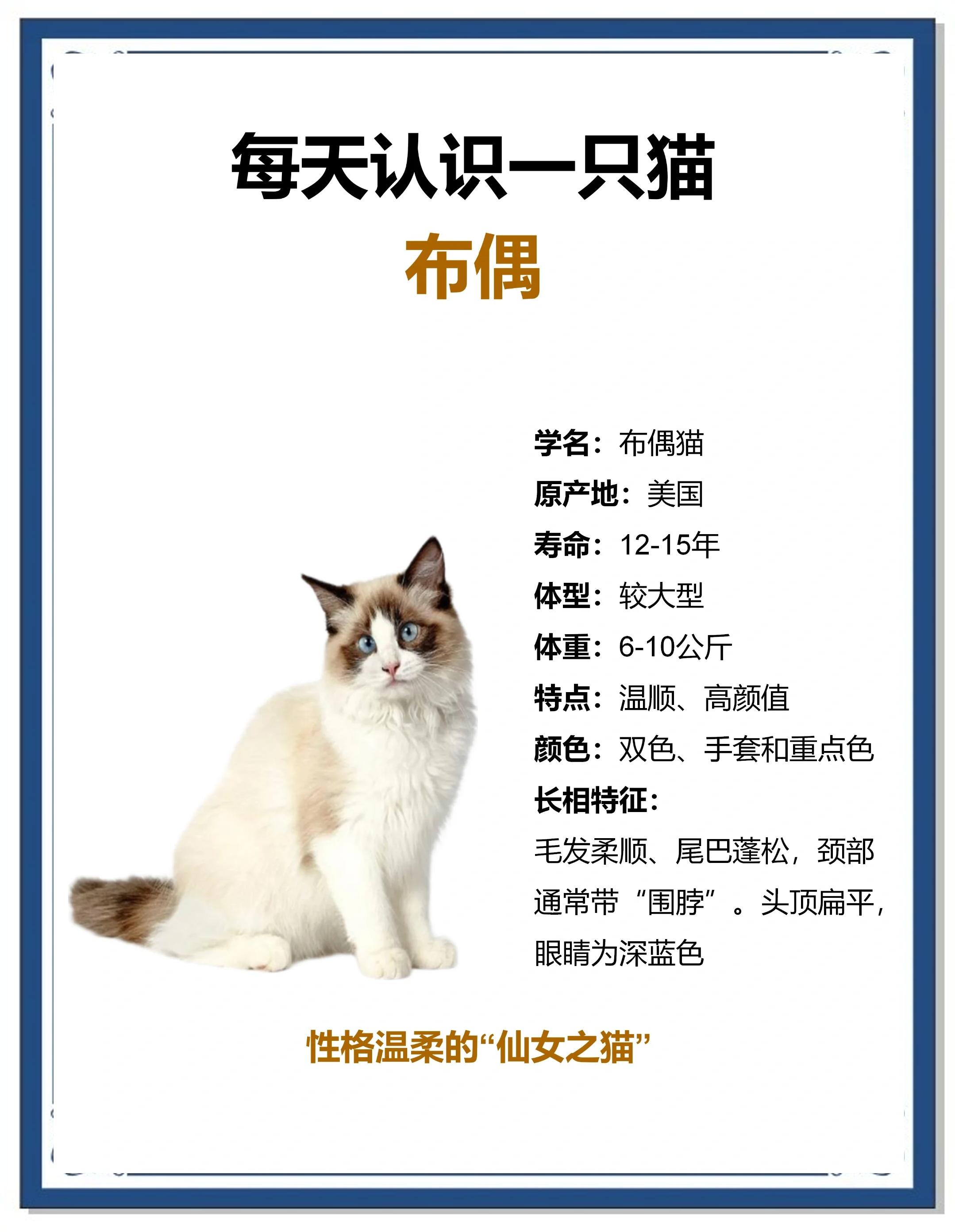 自来猫有什么寓意(自来猫有什么寓意和象征风水) 自来猫有什么寓意(自来猫有什么寓意和象征风水)