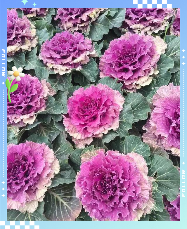 北方可以露地越冬的宿根花卉(北方可以露地越冬的宿根花卉有哪些) 北方可以露地越冬的宿根花卉(北方可以露地越冬的宿根花卉有哪些)