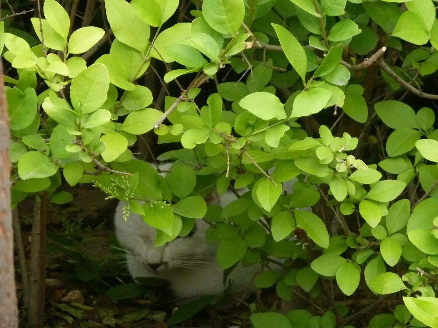 猫吐绿色的呕吐物(猫吐绿色的呕吐物图片) 猫吐绿色的呕吐物(猫吐绿色的呕吐物图片)
