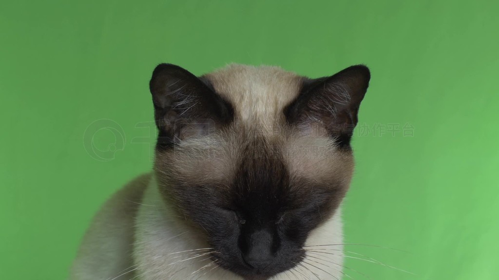 猫吐绿色的呕吐物(猫吐绿色的呕吐物图片) 猫吐绿色的呕吐物(猫吐绿色的呕吐物图片)