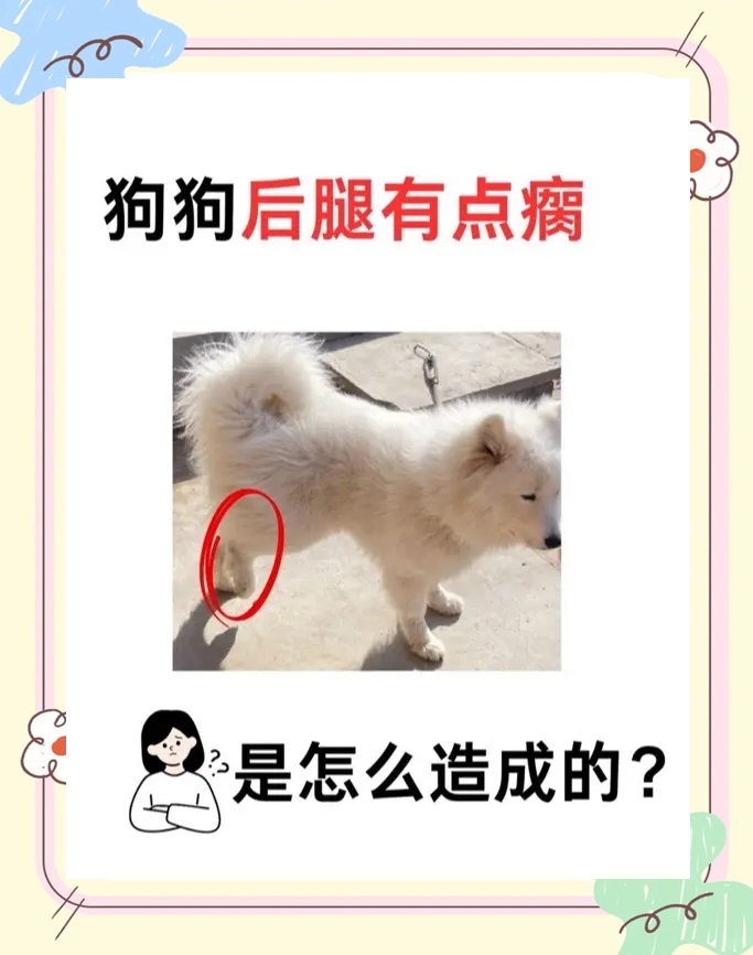 狗狗被车撞了后腿站不起来怎么办(狗狗被车撞了后腿站不起来怎么办吃什么药帮助恢复) 狗狗被车撞了后腿站不起来怎么办(狗狗被车撞了后腿站不起来怎么办吃什么药帮助恢复)