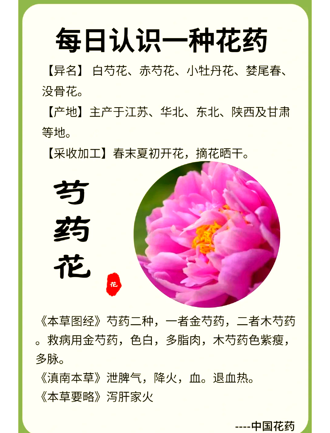芍药花香味有毒吗(芍药花的香味对人有害吗) 芍药花香味有毒吗(芍药花的香味对人有害吗)