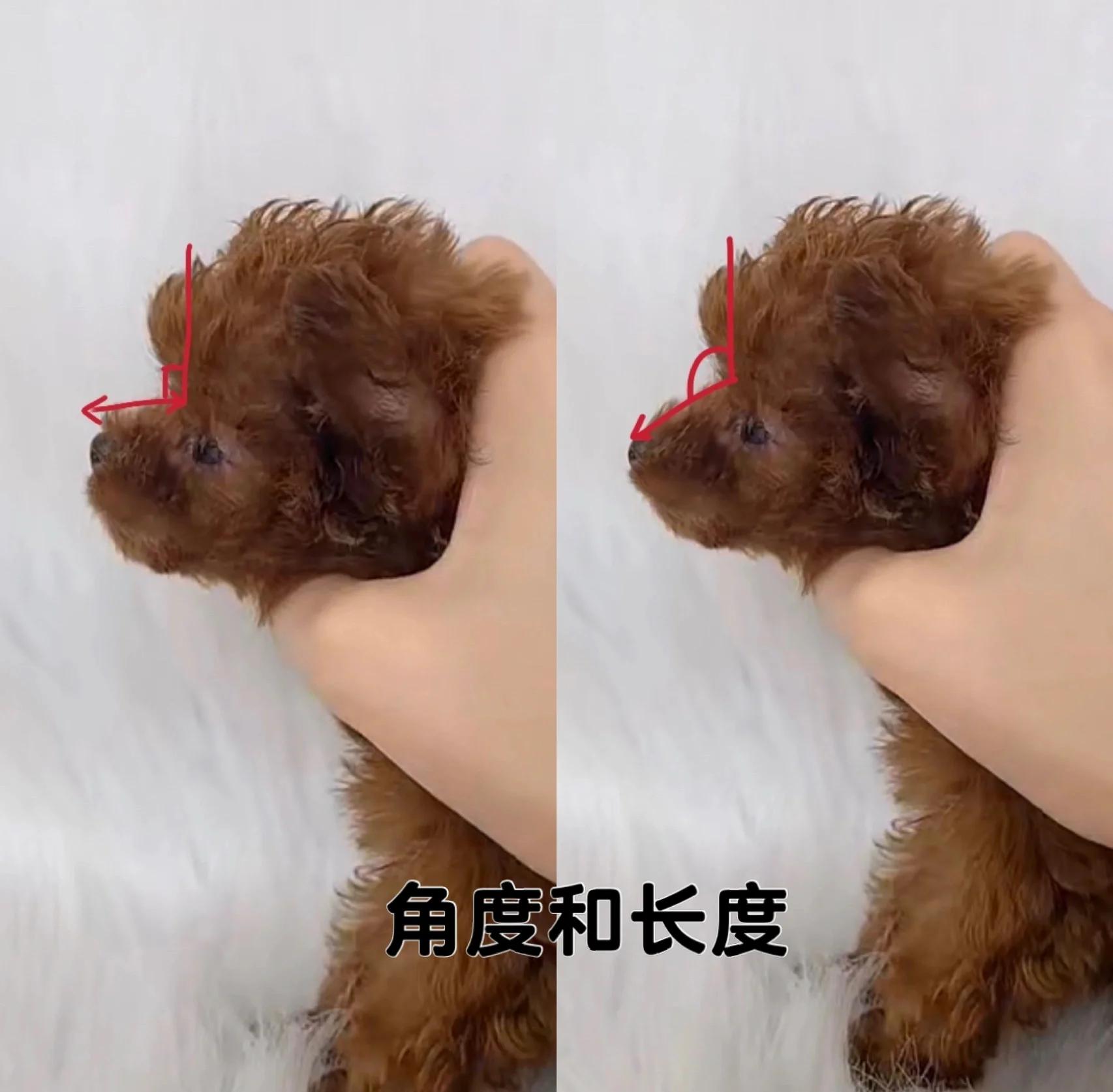 2个月泰迪怎样分辨是小体的(2个月泰迪怎样分辨是小体的幼犬)