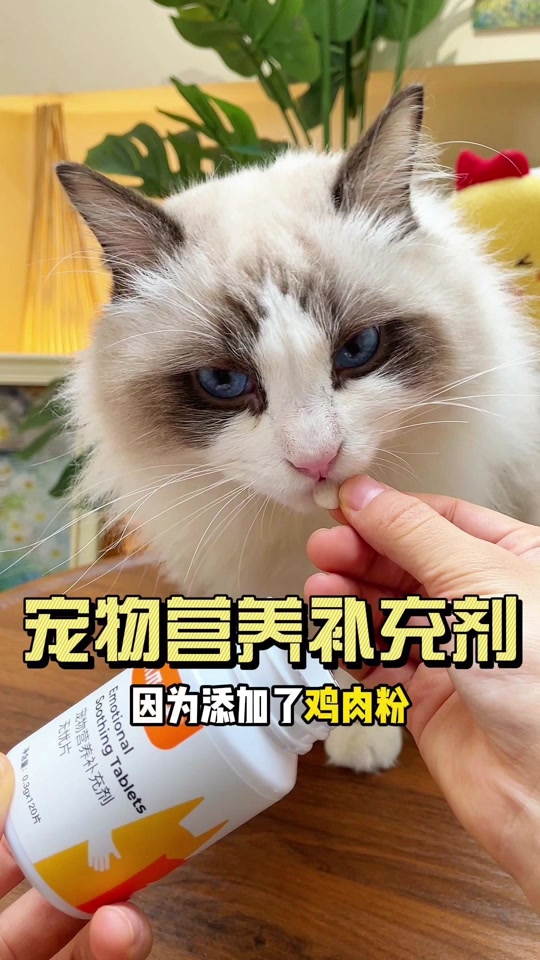 母猫棉签法教程图片(母猫用棉签出血怎么办) 母猫棉签法教程图片(母猫用棉签出血怎么办)