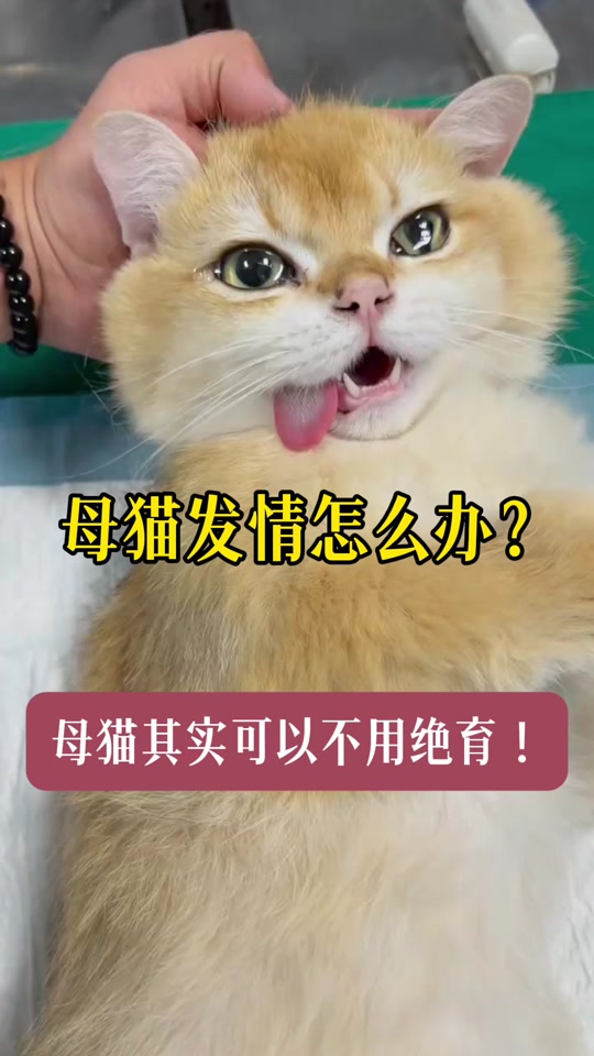 母猫棉签法教程图片(母猫用棉签出血怎么办) 母猫棉签法教程图片(母猫用棉签出血怎么办)
