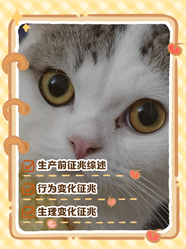 猫生产前5小时征兆(猫生产前有什么反常现象) 猫生产前5小时征兆(猫生产前有什么反常现象)