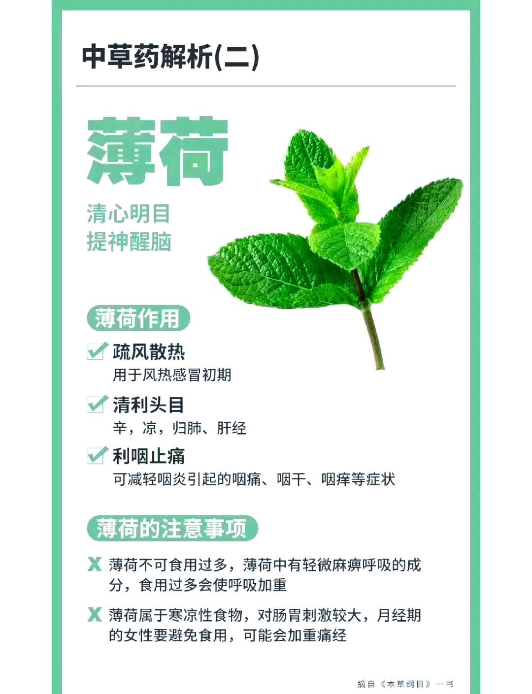 种薄荷的好处和坏处(种薄荷的好处和坏处图片) 种薄荷的好处和坏处(种薄荷的好处和坏处图片)