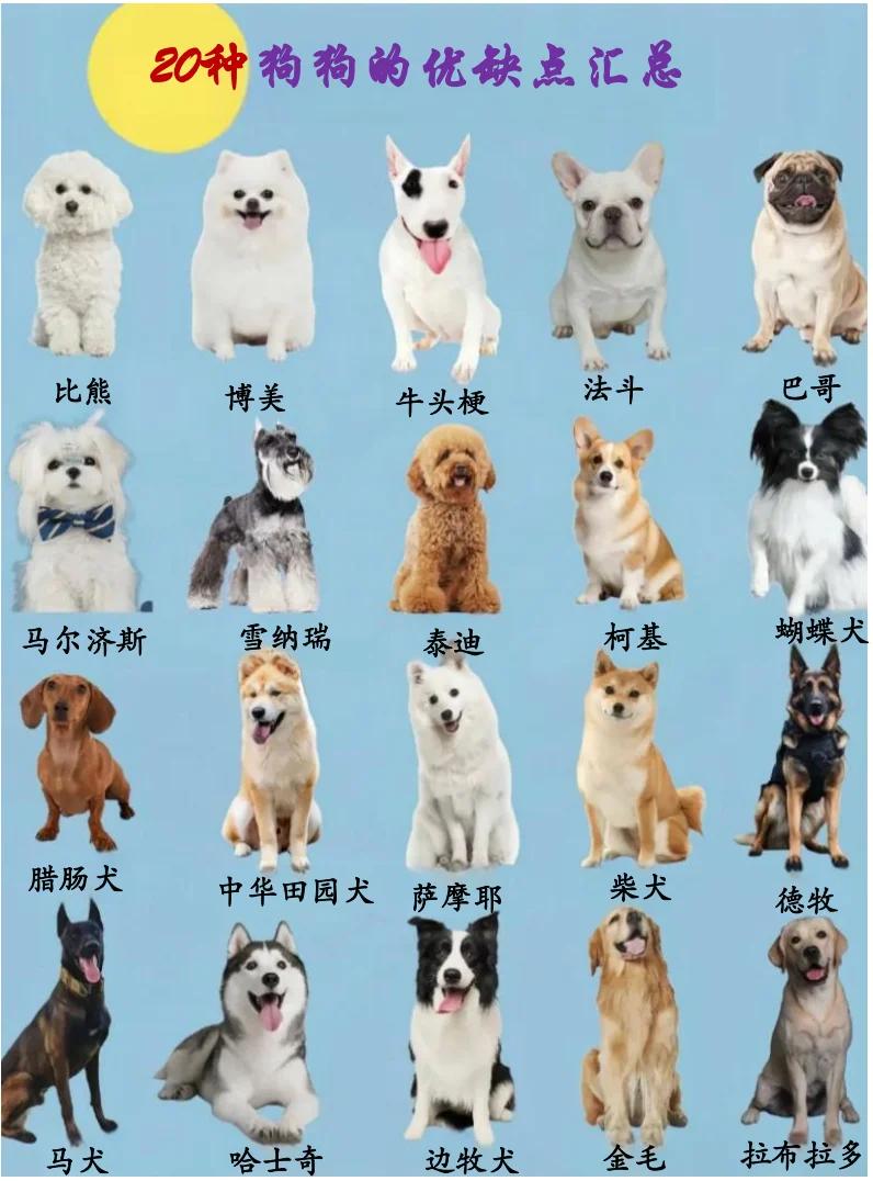 十大最听话的狗排名小型犬(十大最听话的狗排名小型犬品种) 十大最听话的狗排名小型犬(十大最听话的狗排名小型犬品种)