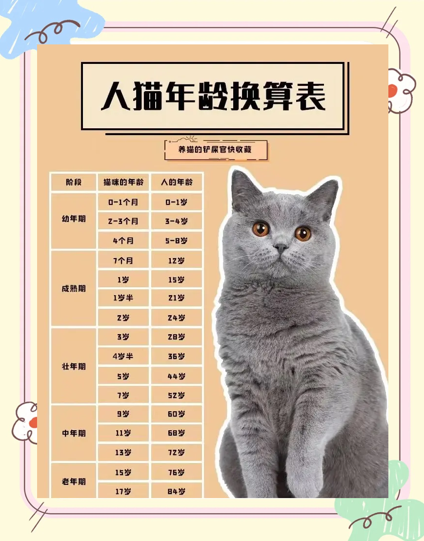 小猫出生多久可以送人(出生多久的小猫可以送人)