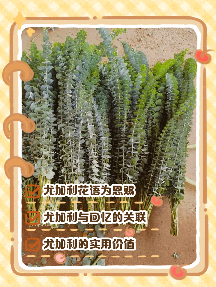 尤加利叶的功效和作用(尤加利叶有什么功效与作用) 尤加利叶的功效和作用(尤加利叶有什么功效与作用)