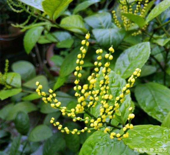 珠兰花图片(珠兰花图片大全) 珠兰花图片(珠兰花图片大全)