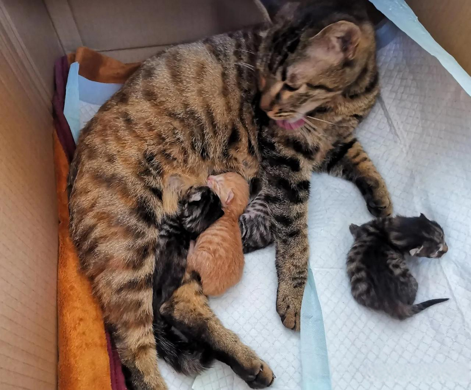 老猫叫小猫出来的叫声(老猫叫小猫出来的叫声是什么) 老猫叫小猫出来的叫声(老猫叫小猫出来的叫声是什么)