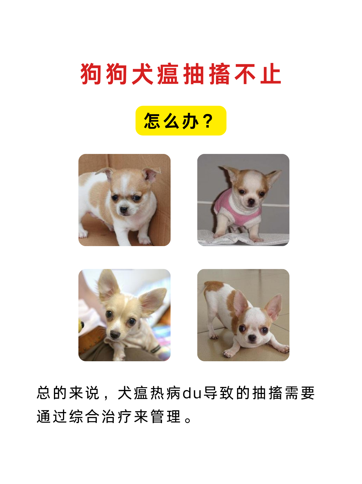 治疗犬瘟的土方法(治疗犬瘟的中药配方)
