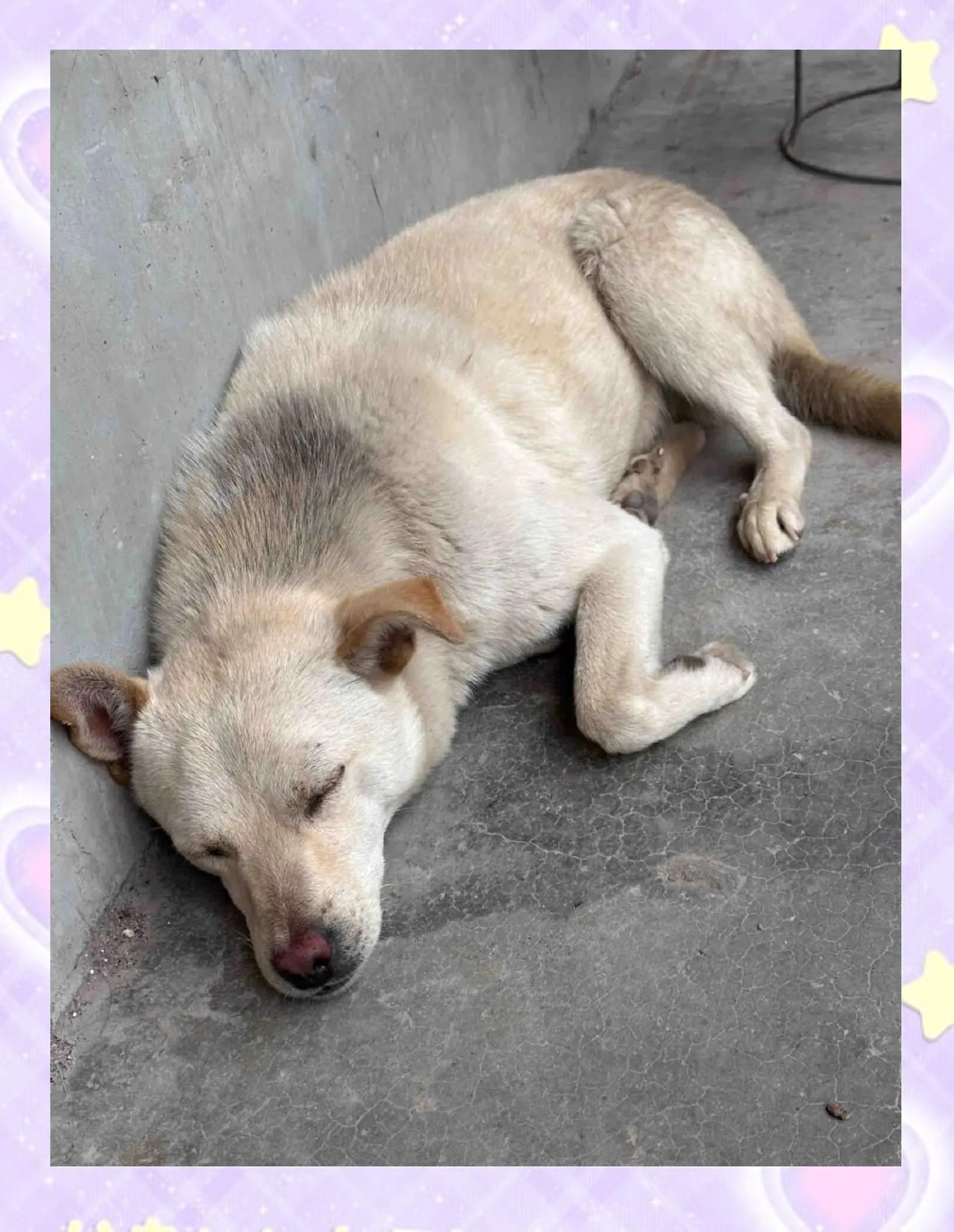 治疗犬瘟的土方法(治疗犬瘟的中药配方)