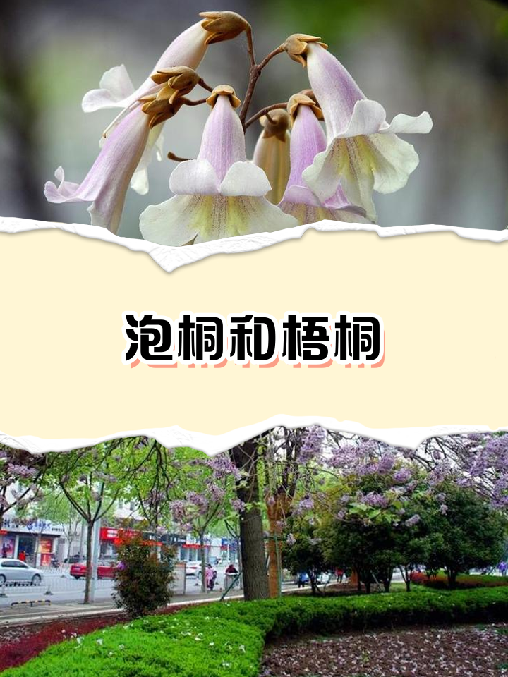 泡桐树皮的功效与作用(泡桐树木材怎么样,可以做家具吗) 泡桐树皮的功效与作用(泡桐树木材怎么样,可以做家具吗)