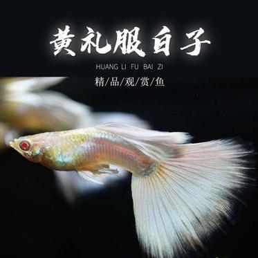 白色的鱼是什么鱼(白色的鱼是什么鱼?) 白色的鱼是什么鱼(白色的鱼是什么鱼?)