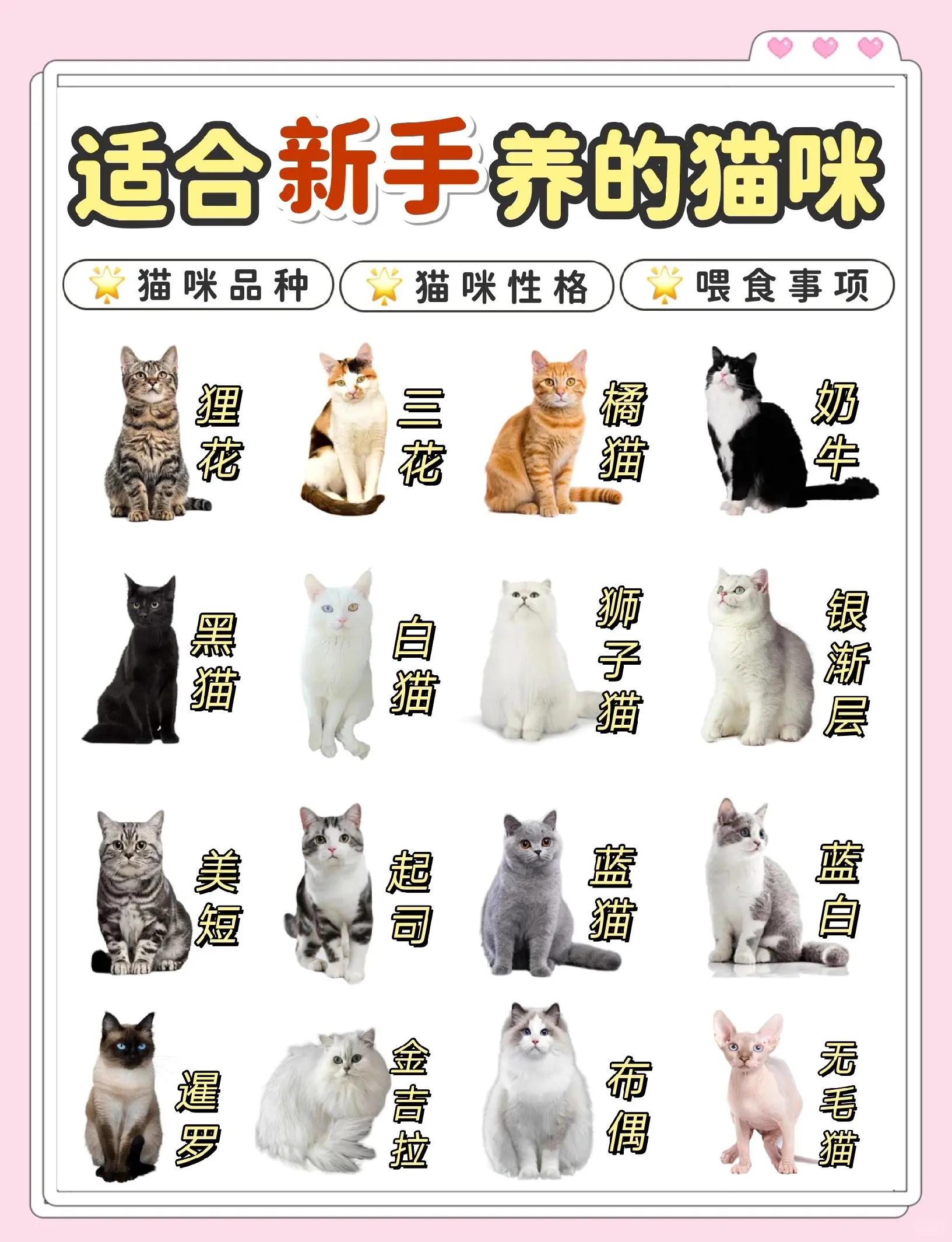 家猫是什么品种(家猫是什么品种的)
