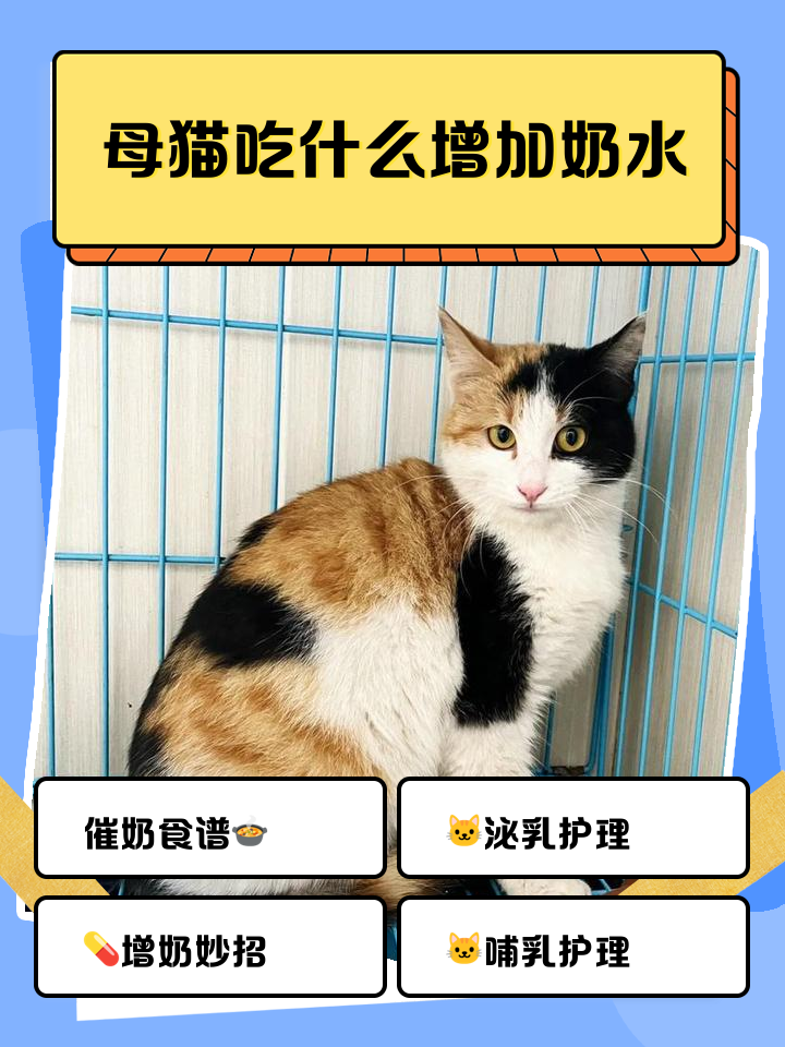 猫咪能喝牛奶吗?(猫可以喝人的纯牛奶么) 猫咪能喝牛奶吗?(猫可以喝人的纯牛奶么)