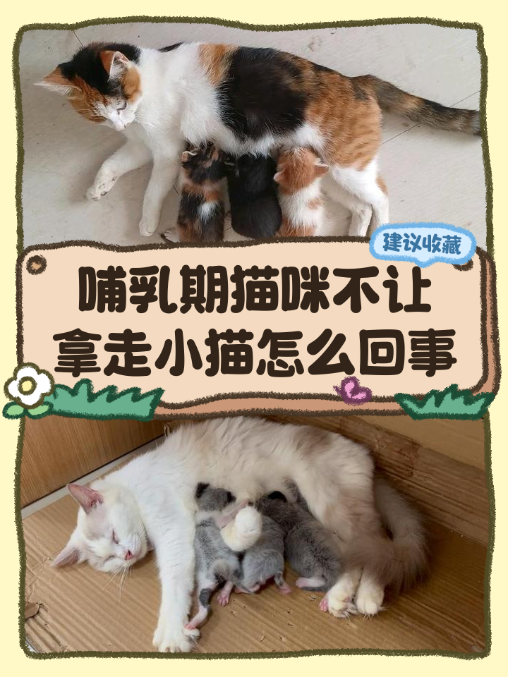 幼猫不吃东西要强喂吗(幼猫不吃饭可以强行喂么) 幼猫不吃东西要强喂吗(幼猫不吃饭可以强行喂么)