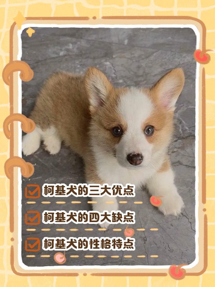 柯基爱叫吗(防止狗叫扰民最好方法)