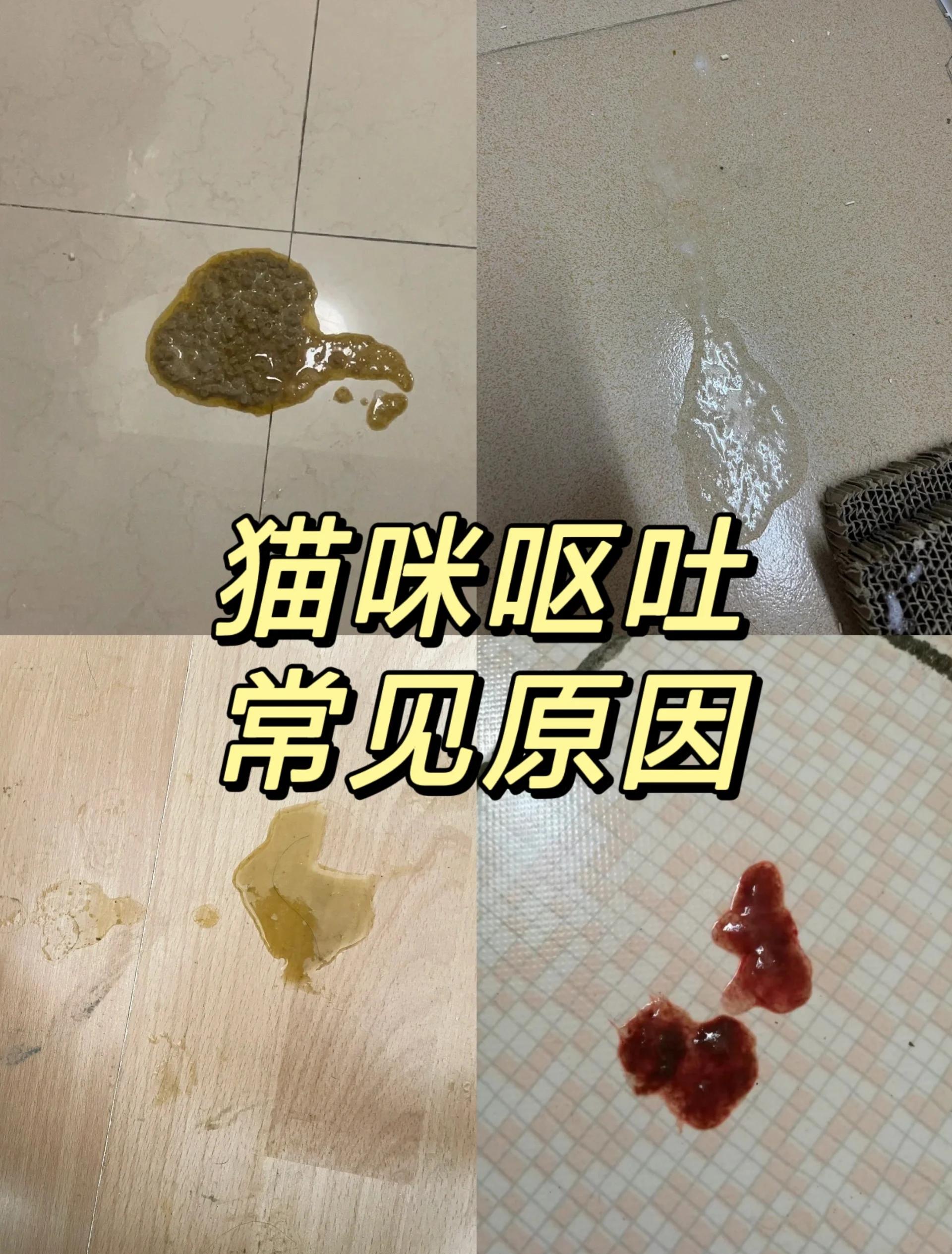 幼猫吃得太饱的症状(幼猫吃的太撑了怎么办) 幼猫吃得太饱的症状(幼猫吃的太撑了怎么办)