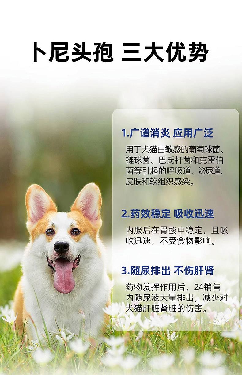 速诺片猫咪一次吃多少(速诺片猫咪一次吃了两片有影响吗) 速诺片猫咪一次吃多少(速诺片猫咪一次吃了两片有影响吗)