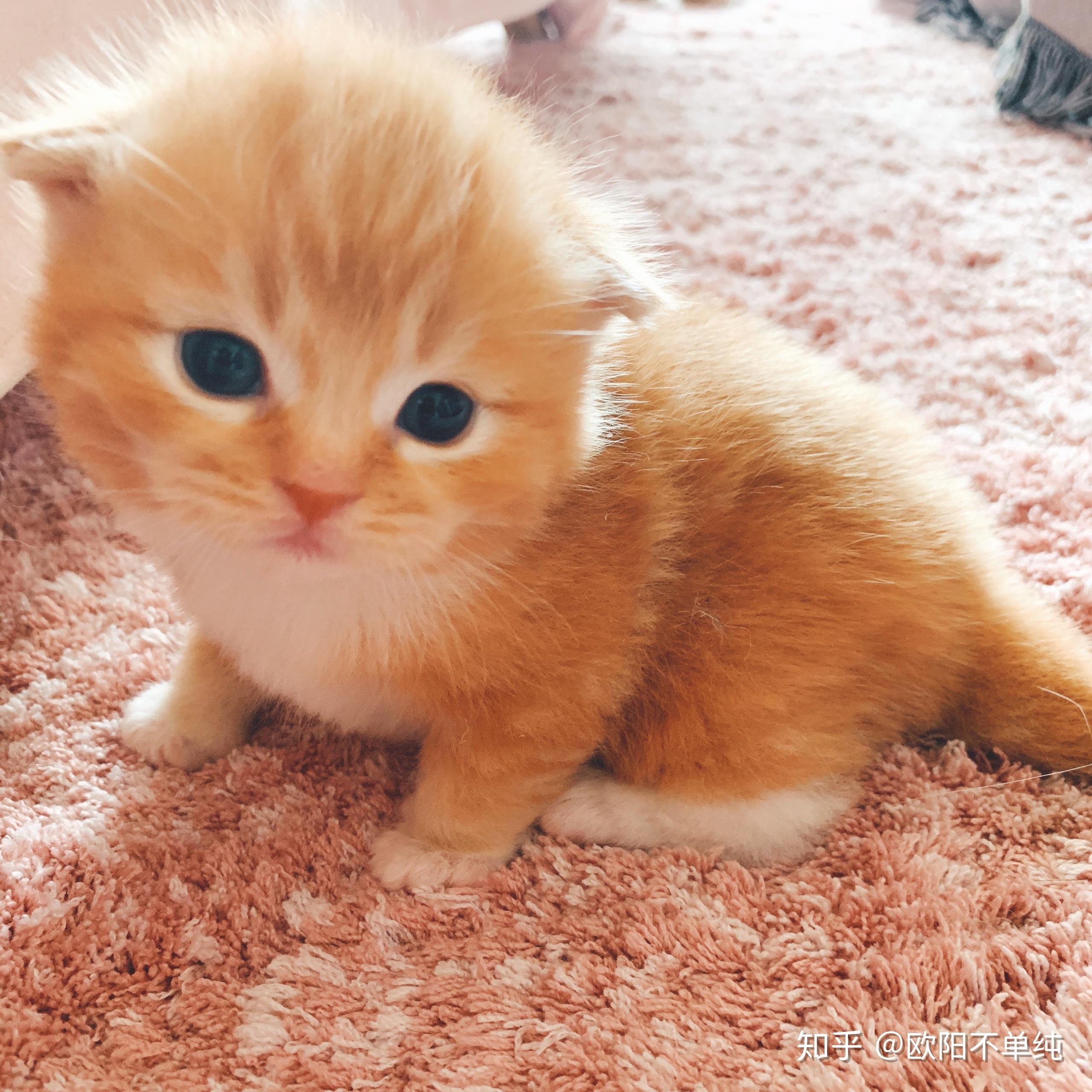 猫得了猫瘟会自愈吗(猫会无缘无故的猫瘟吗)