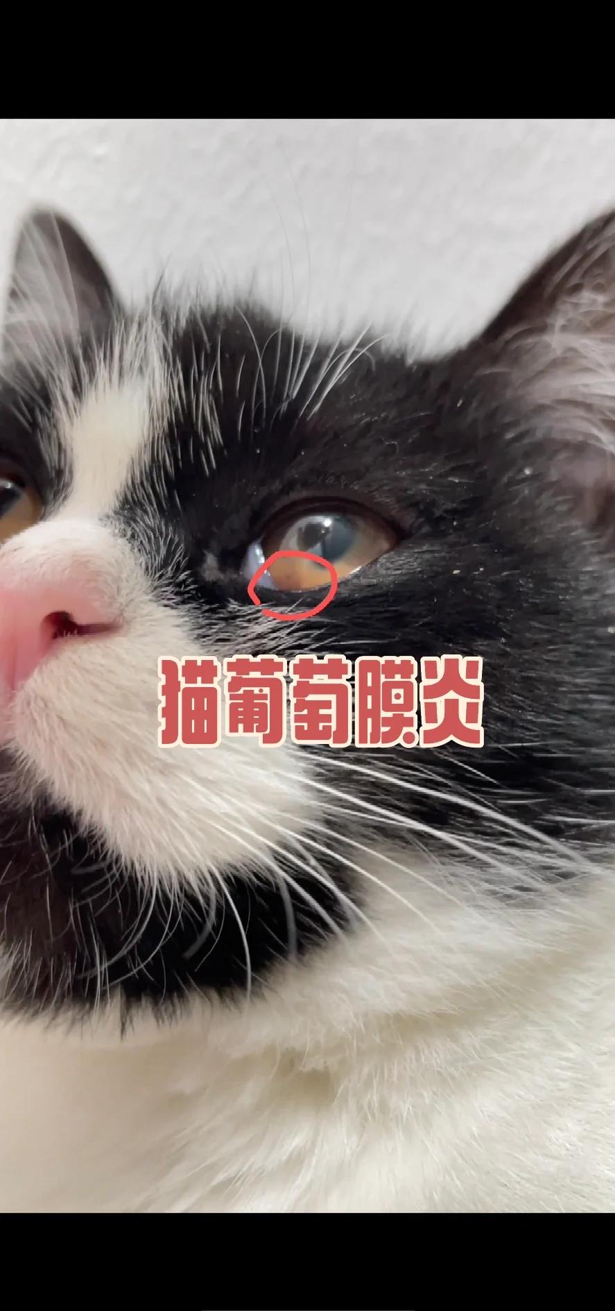 猫咪结膜炎能自愈吗(猫咪结膜炎会自然好吗) 猫咪结膜炎能自愈吗(猫咪结膜炎会自然好吗)