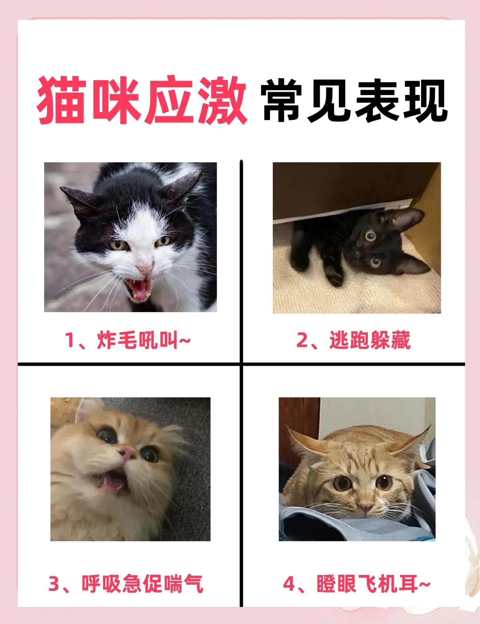 小猫猫瘟临死前身体的反应(小猫猫瘟临死前身体的反应图片)