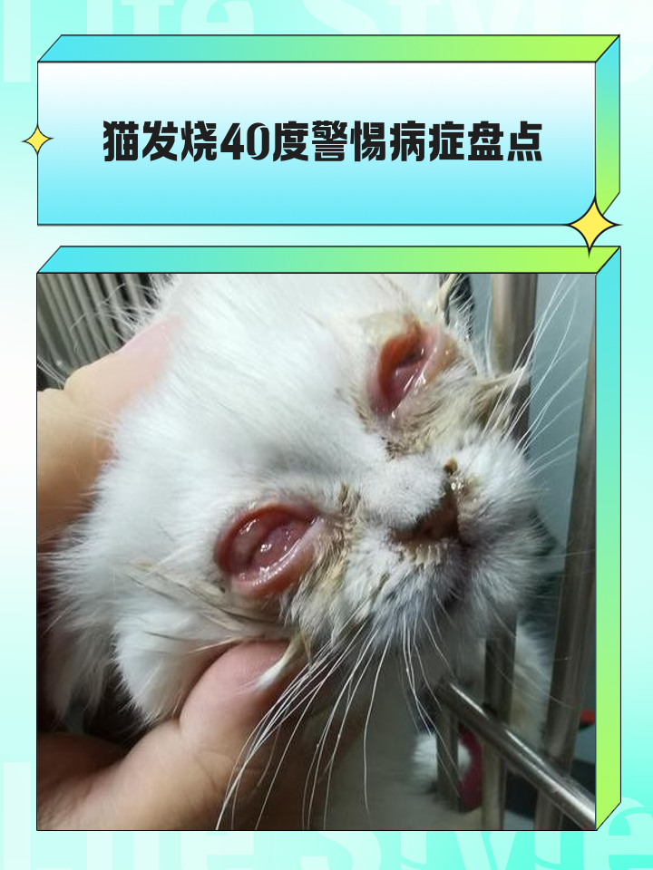小猫猫瘟临死前身体的反应(小猫猫瘟临死前身体的反应图片)