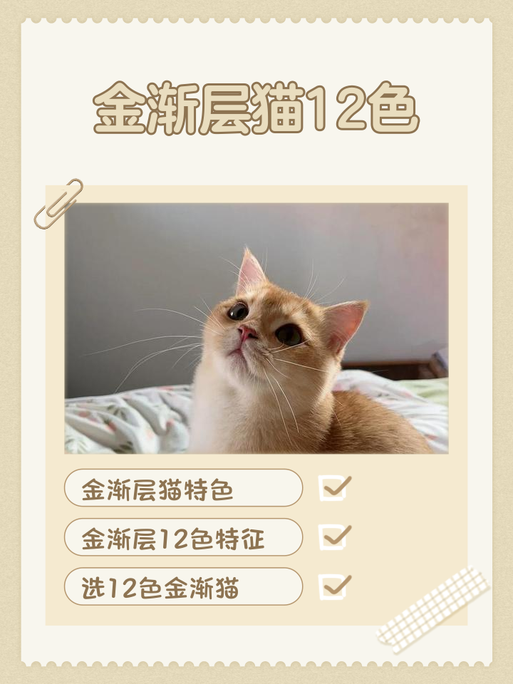 金渐层猫的缺点(金渐层猫品相鉴赏) 金渐层猫的缺点(金渐层猫品相鉴赏)