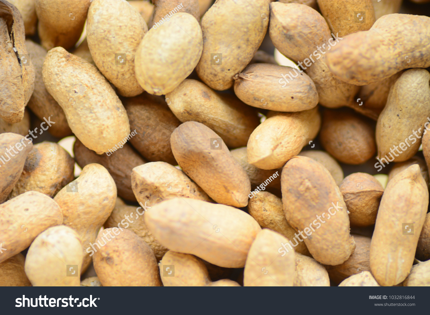 nut是什么意思英语的简单介绍 nut是什么意思英语的简单介绍