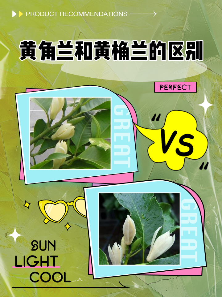 黄角兰花有什么作用(黄角兰花有什么作用与功效)