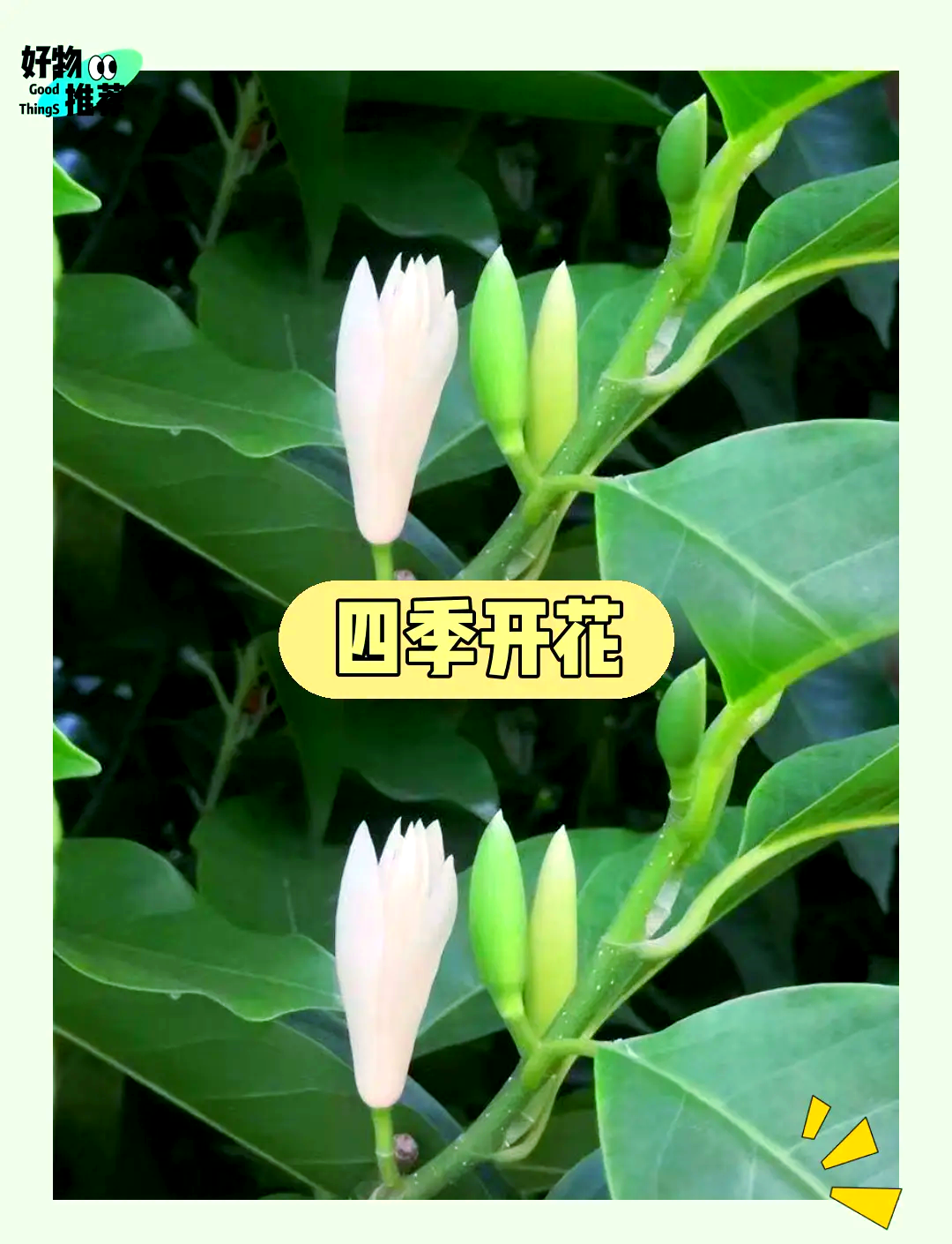 黄角兰花有什么作用(黄角兰花有什么作用与功效)