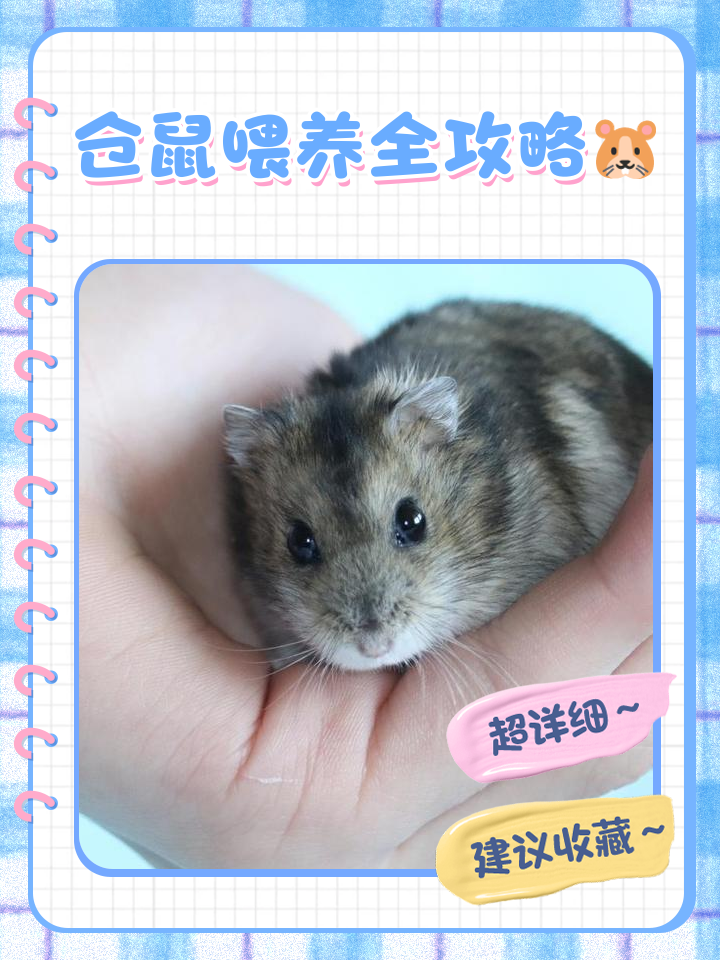 仓鼠能吃鸡蛋吗(仓鼠最爱吃的6种水果) 仓鼠能吃鸡蛋吗(仓鼠最爱吃的6种水果)