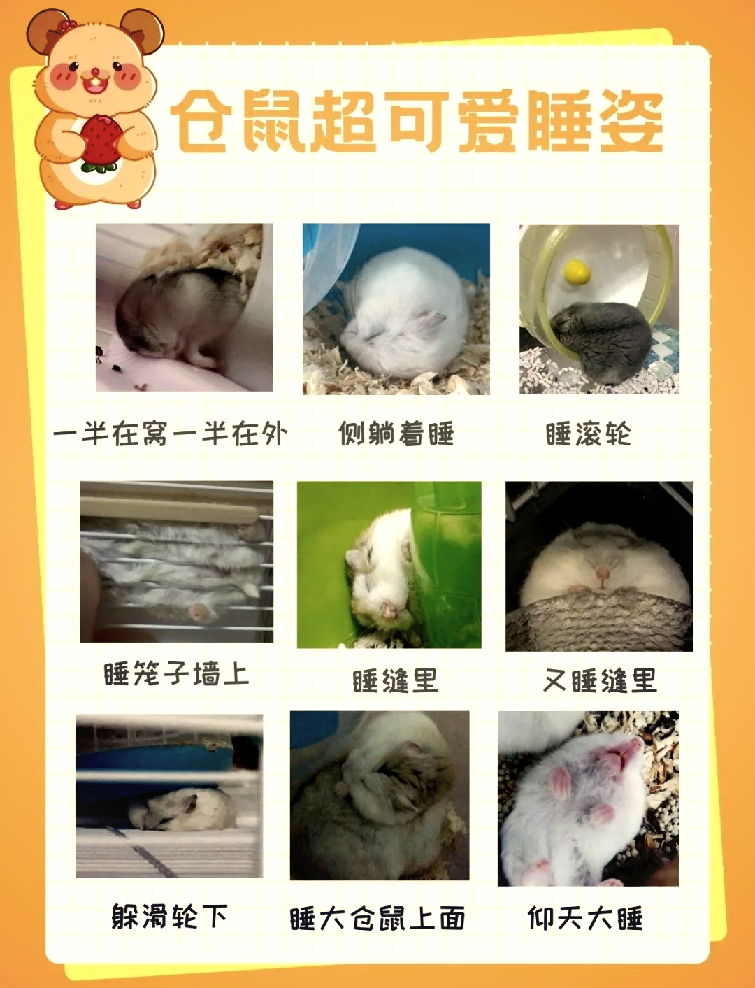 仓鼠能吃鸡蛋吗(仓鼠最爱吃的6种水果) 仓鼠能吃鸡蛋吗(仓鼠最爱吃的6种水果)