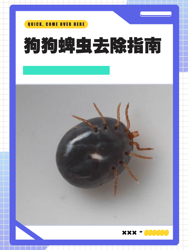 狗狗体内体外驱虫可以一起进行吗(狗狗体内体外驱虫可以一起进行吗会传染吗) 狗狗体内体外驱虫可以一起进行吗(狗狗体内体外驱虫可以一起进行吗会传染吗)