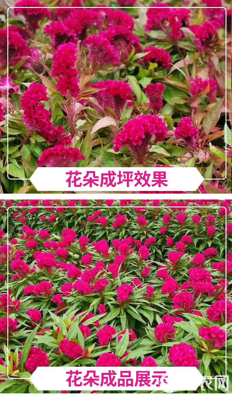 鸡冠花种子价格(鸡冠花种子什么样图片)
